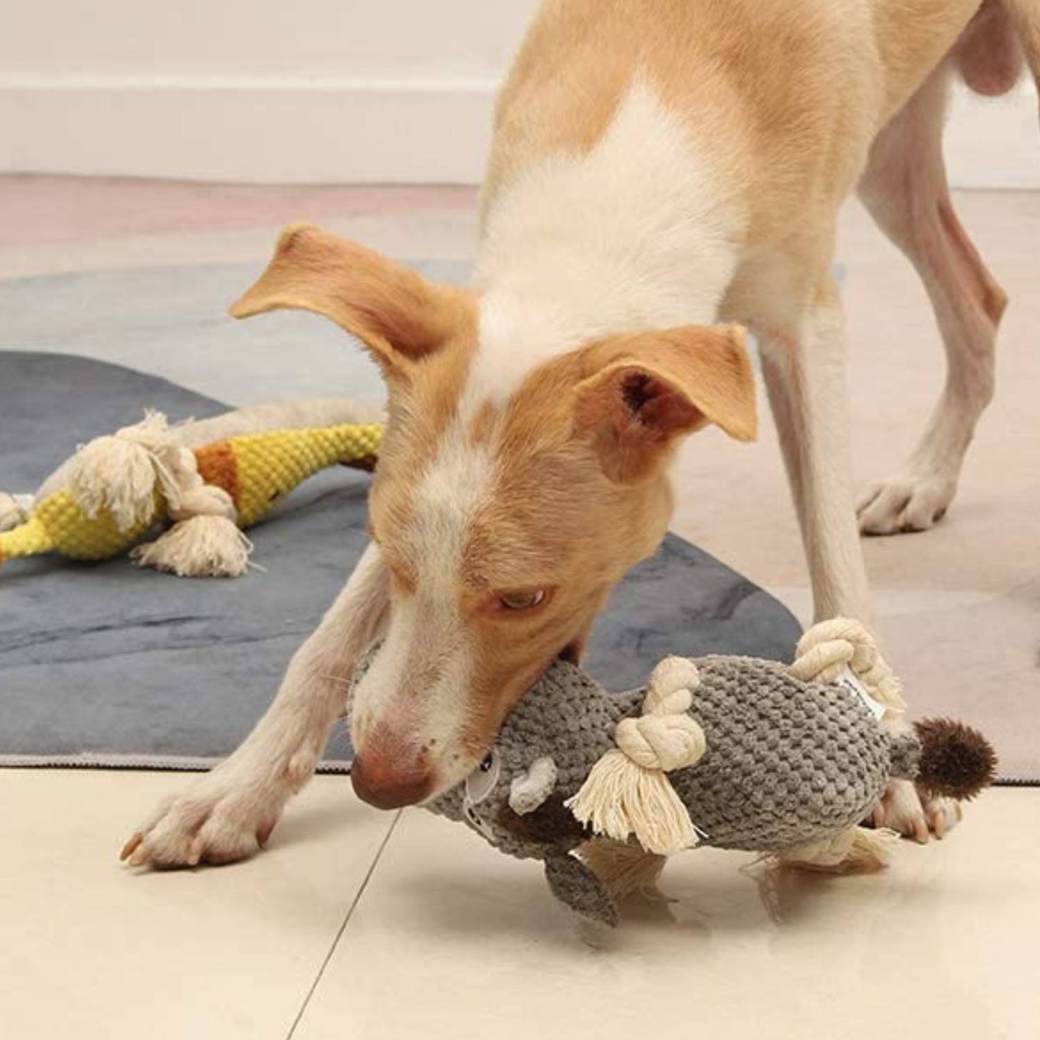 Squeaky Dog Chew Toy