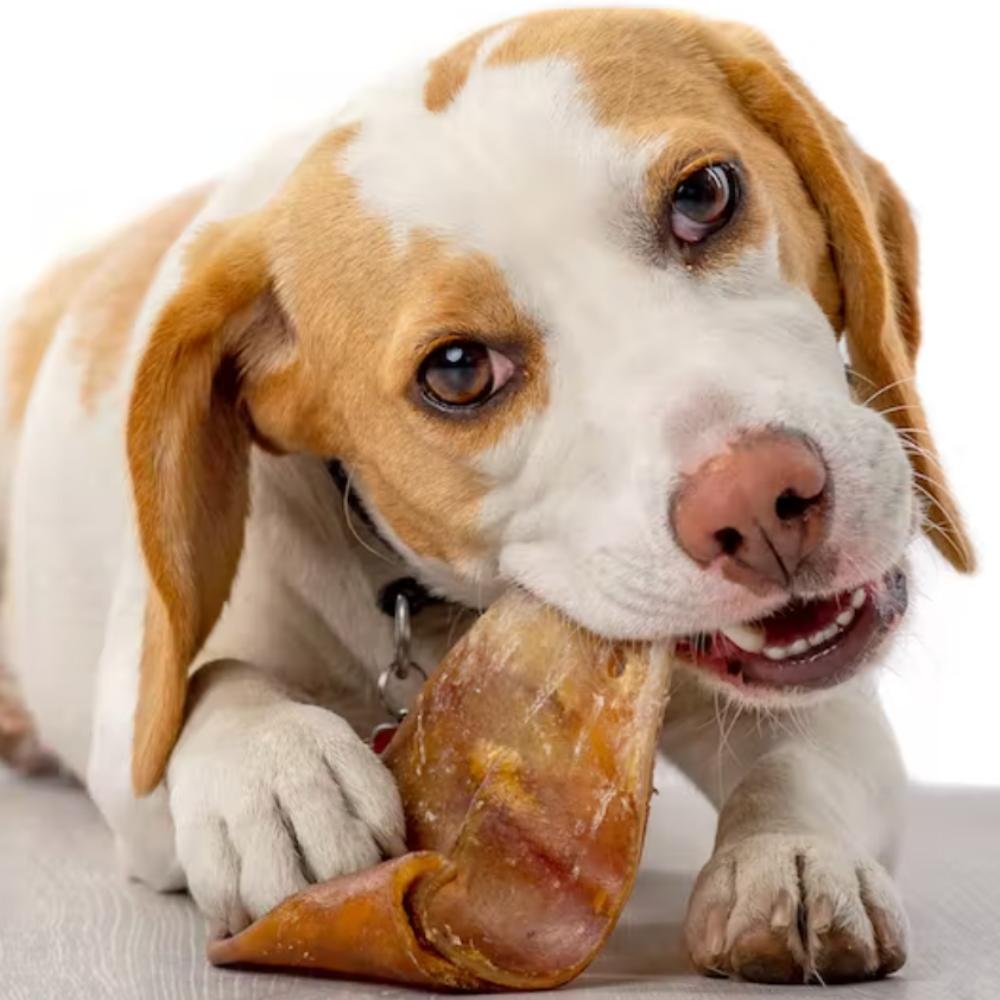 Natural Pork Ear Dog Treat, x12 Pack